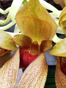 Bulbophyllum Udonthani