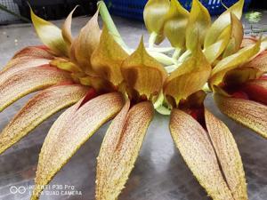 Bulbophyllum Udonthani