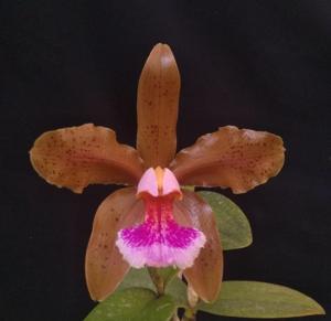 Cattleya schofieldiana-granulosa