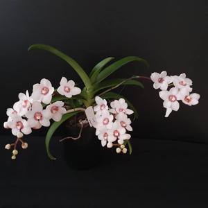 Sarcochilus George Colthup