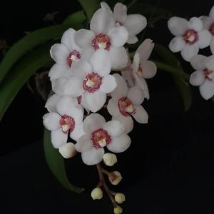 Sarcochilus George Colthup