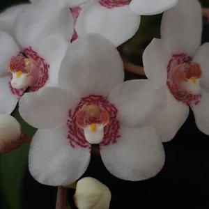 Sarcochilus George Colthup