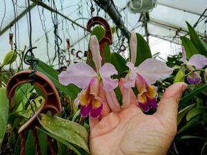 Cattleya Lord Rothschild