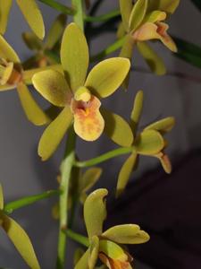 Cymbidium Pee Wee