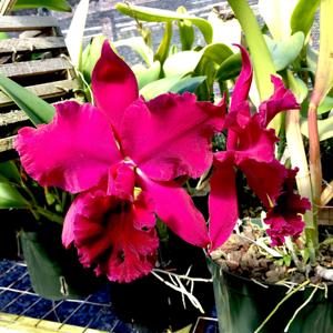 Rhyncholaeliocattleya Ronald Hausermann