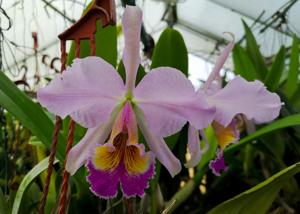 Cattleya Lord Rothschild