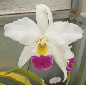 Laeliocattleya Daisy