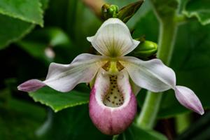 Phragmipedium Sedenii