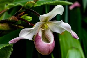 Phragmipedium Sedenii