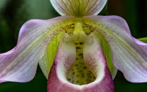 Phragmipedium Sedenii