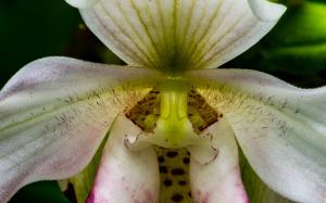 Phragmipedium Sedenii