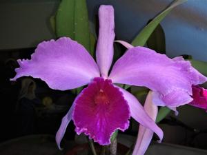 Cattleya Pacavia