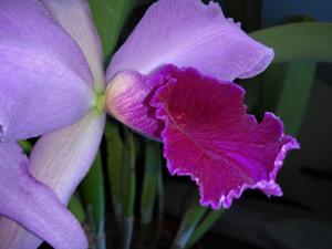 Cattleya Pacavia