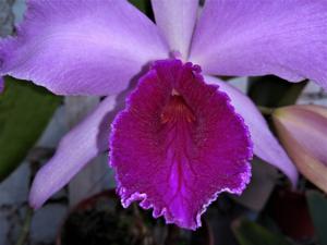 Cattleya Pacavia