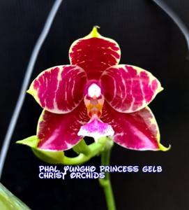 Phalaenopsis Yungho Princess Gelb