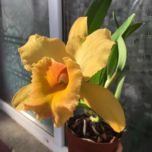 Rhyncholaeliocattleya Gisele