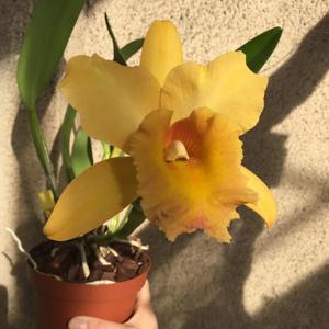 Rhyncholaeliocattleya Gisele