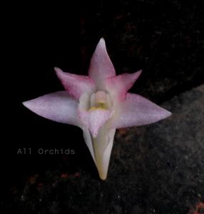 Dendrobium Sekarpuro