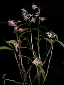 Dendrobium Sekarpuro