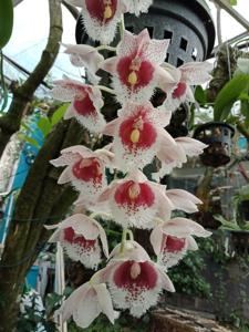 Clowesetum Penang Waltz