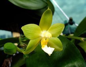 Phalaenopsis Yaphon Green Lotus