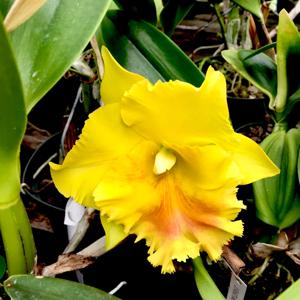 Rhyncholaeliocattleya Haadyai Delight