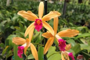 Cattleya Latona