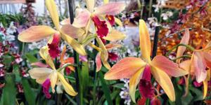 Cattleya Latona