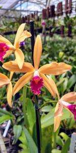 Cattleya Latona