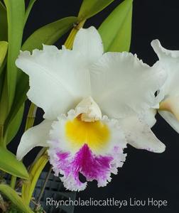 Rhyncholaeliocattleya Liou Hope