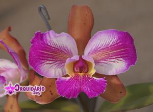 Cattleya schilleriana-Nobile's Wax Toy