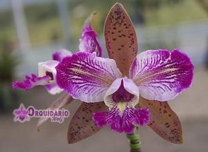 Cattleya schilleriana-Nobile's Wax Toy