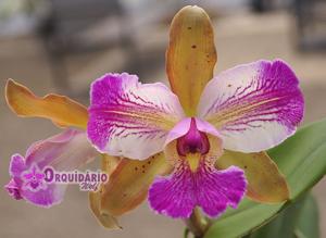 Cattleya schilleriana-Nobile's Wax Toy