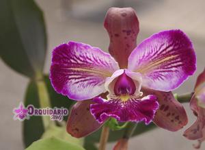 Cattleya schilleriana-Nobile's Wax Toy