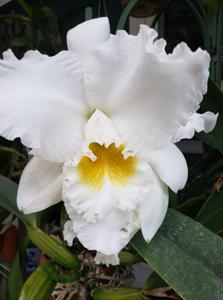 Rhyncholaeliocattleya Taida Eagle Eye
