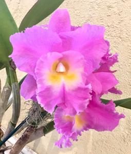 Rhyncholaeliocattleya Orglade's Satin Star