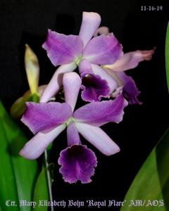 Cattlianthe Mary Elizabeth Bohn