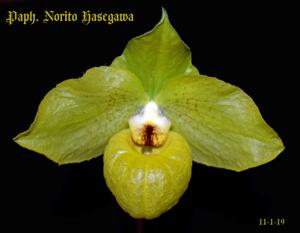 Paphiopedilum Norito Hasegawa