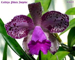 Cattleya Piñata Surprise