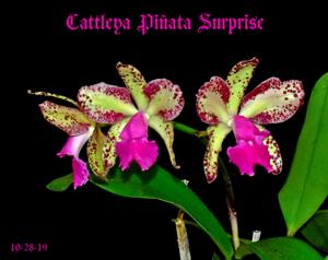 Cattleya Piñata Surprise