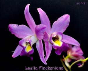 Laelia Finckeniana