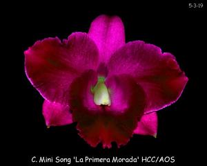 Cattleya Mini Song