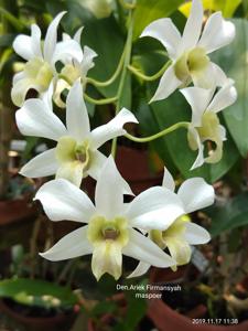 Dendrobium Ariek Firmansyah