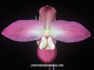 Phragmipedium Peruflora's Spirit