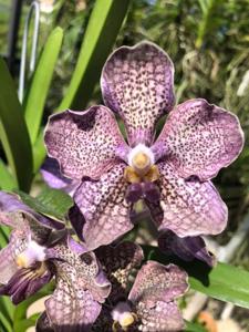 Vanda Pakchong Blue-tessellata