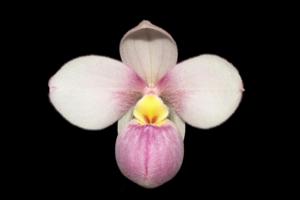 Phragmipedium Ely's Colombian Pride