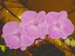 Phalaenopsis World Class