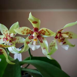 Phalaenopsis Micaels Pantheritz