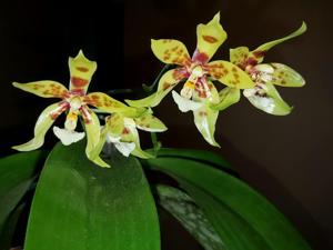 Phalaenopsis Micaels Pantheritz