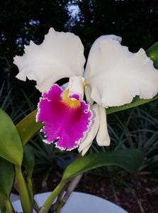 Cattleya Stephen Oliver Fouraker